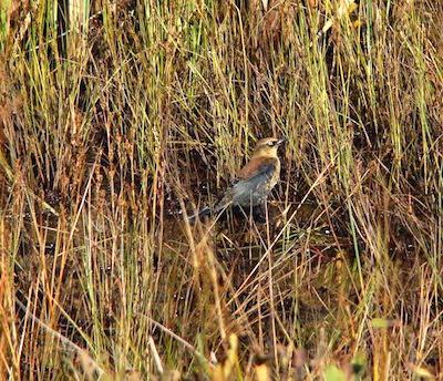 Rusty blackbird/Vince Cavalieri Rusty blackbird/Vince Cavalieri
