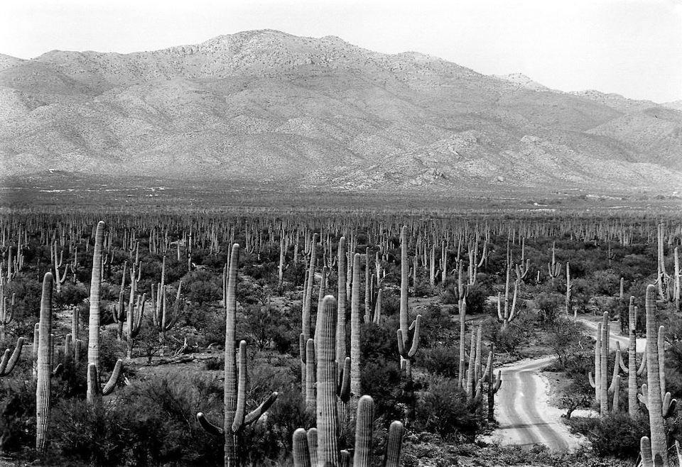 The Cactus Forest at Saguaro National Park in 1960/NPS