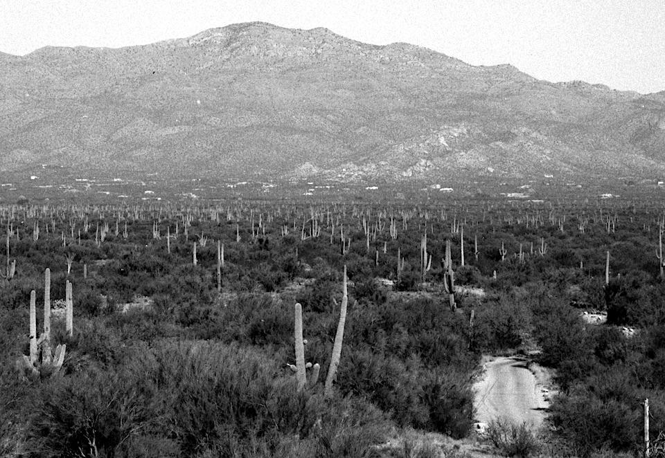 The Cactus Forest, 1985, Saguaro National Park/NPS