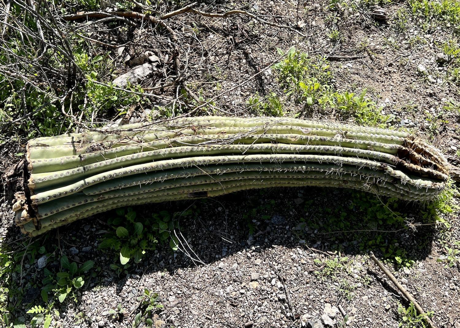 A saguaro arm lies along Cactus Forest Trail in Saguaro National Park's east district.