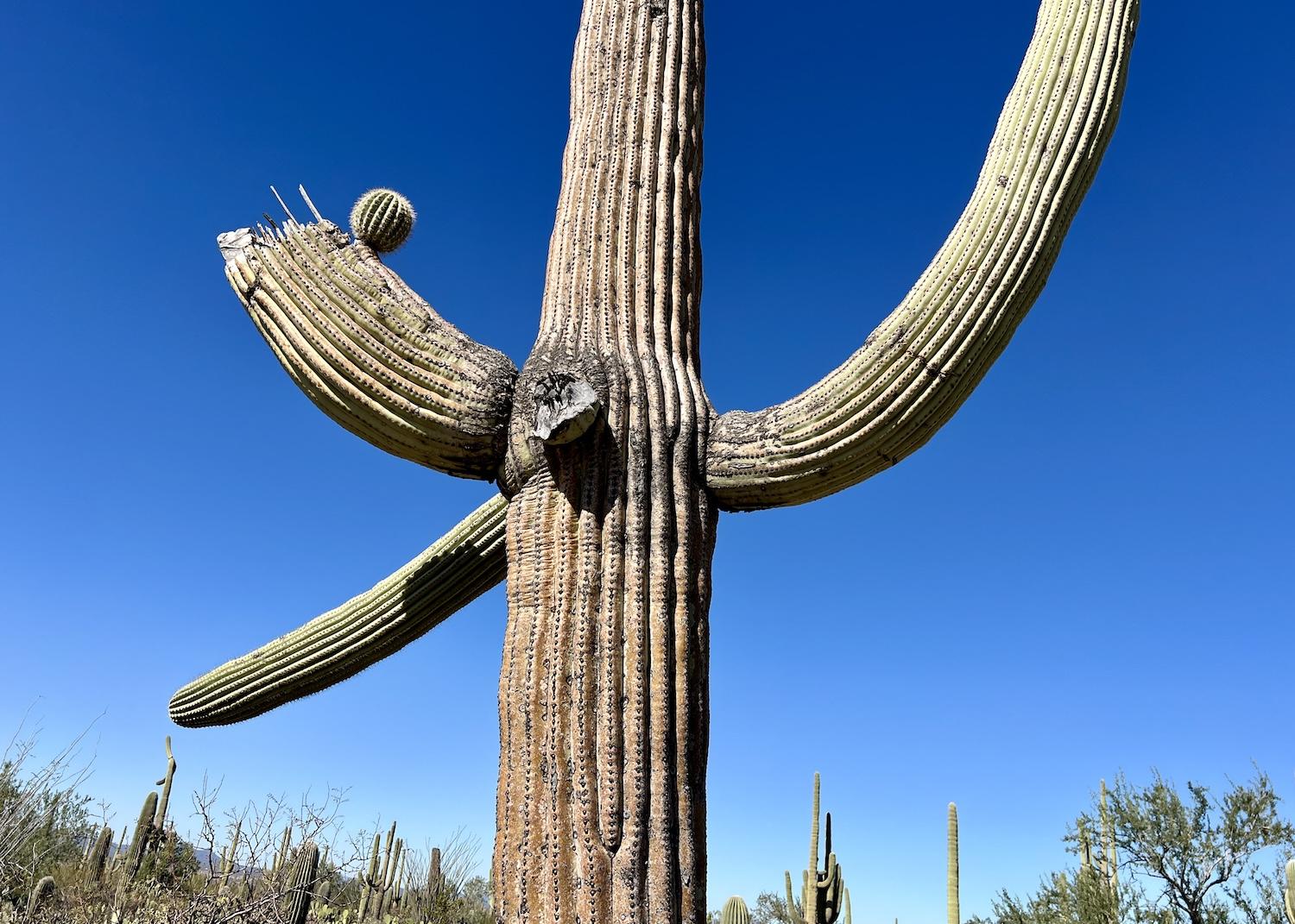 This memorable four-armed saguaro has old, young, broken and new arms.