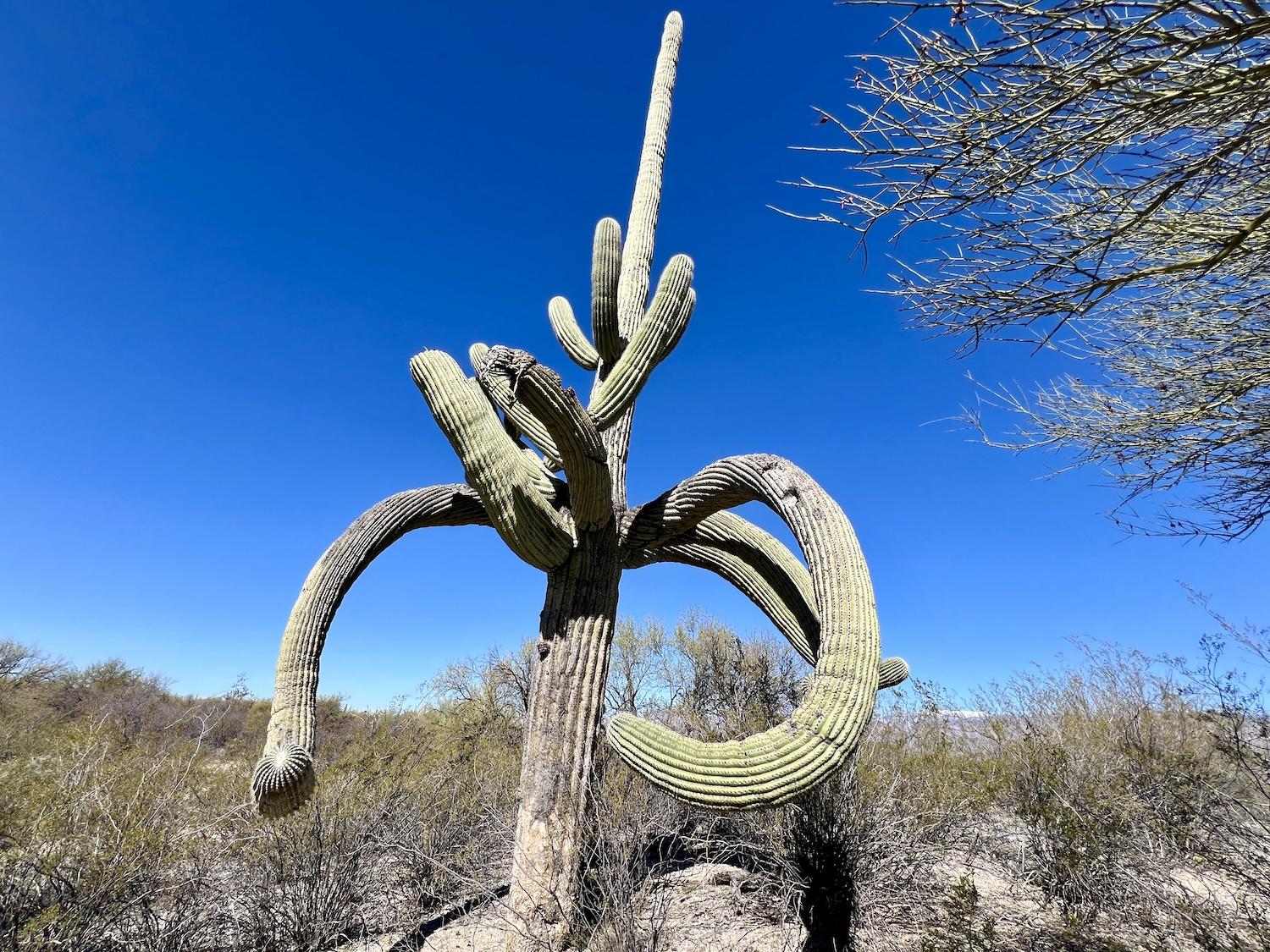 This gnarly saguaro seems to have 13 arms.