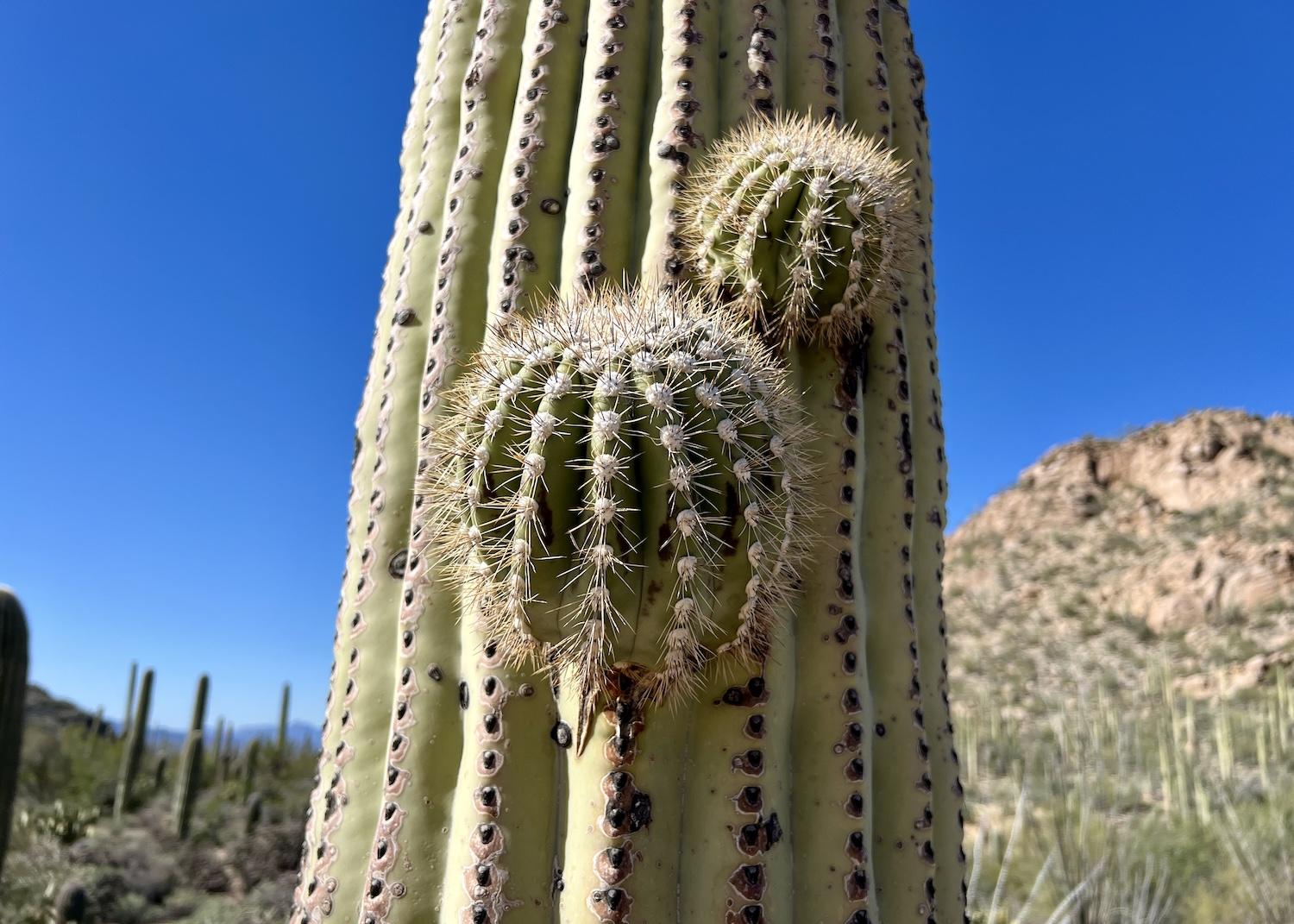 Young, healthy arms start to grow off a saguaro cactus.