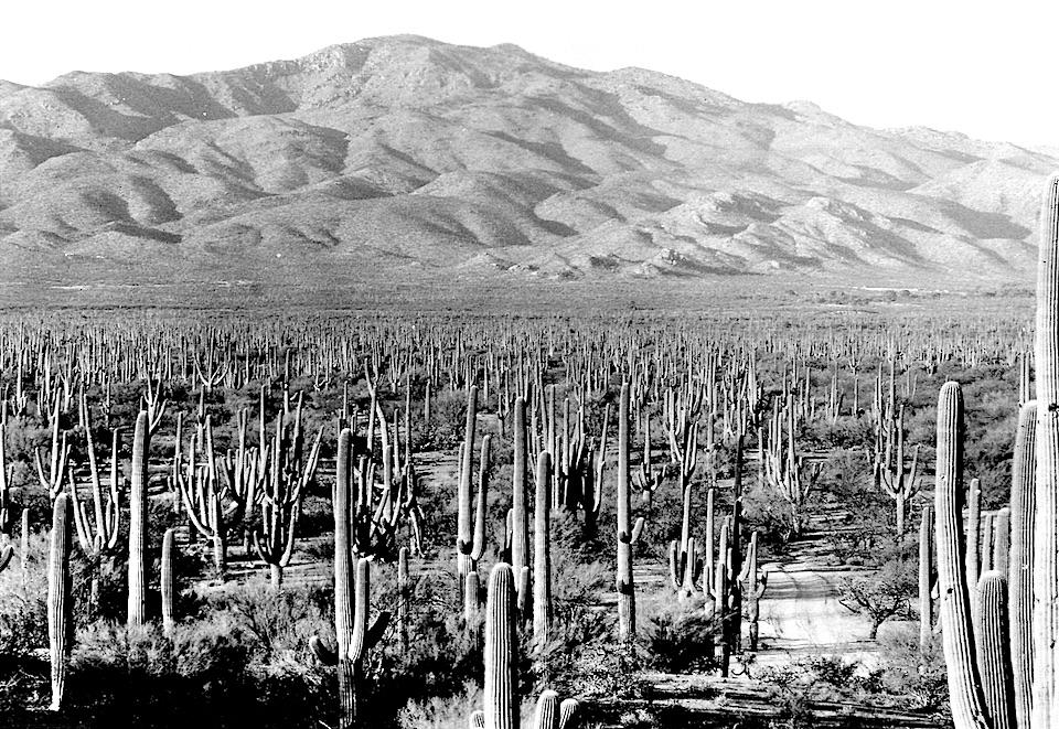 The Cactus Forest at Saguaro National Monument in 1935/NPS