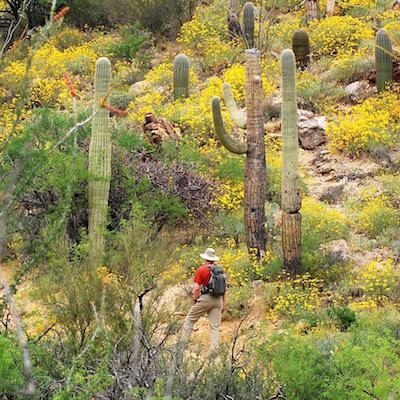Deep in the Cactus Forest of Saguaro National Park/Marcelle Shoop
