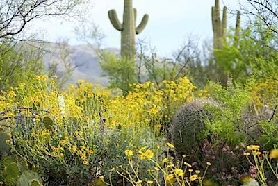 Along the Cactus Forest Trail/Kurt Repanshek