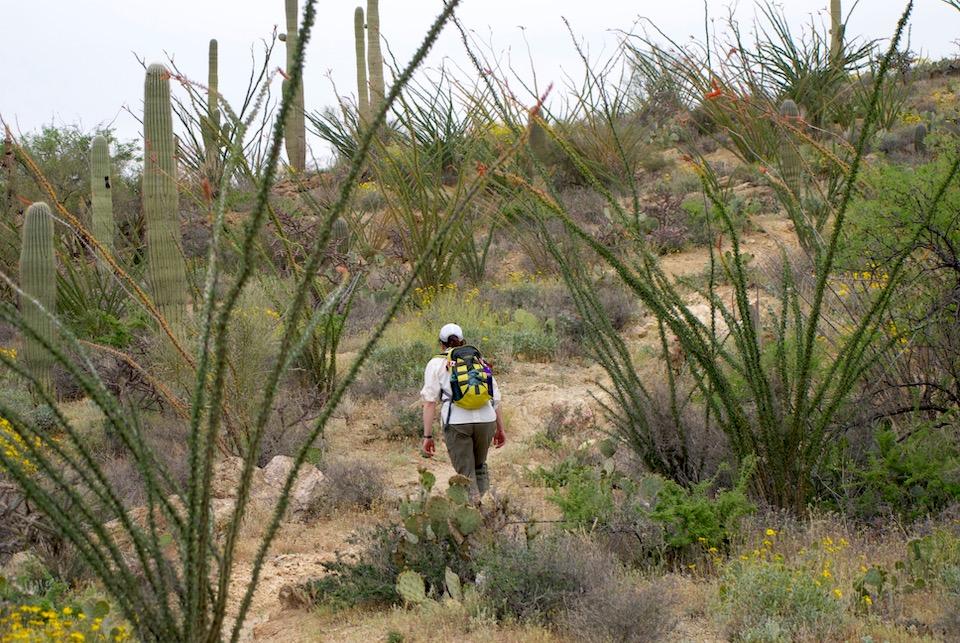 Backcountry permits for trips into the Rincon Mountain Wilderness at Saguaro National Park are now available online/Kurt Repanshek file