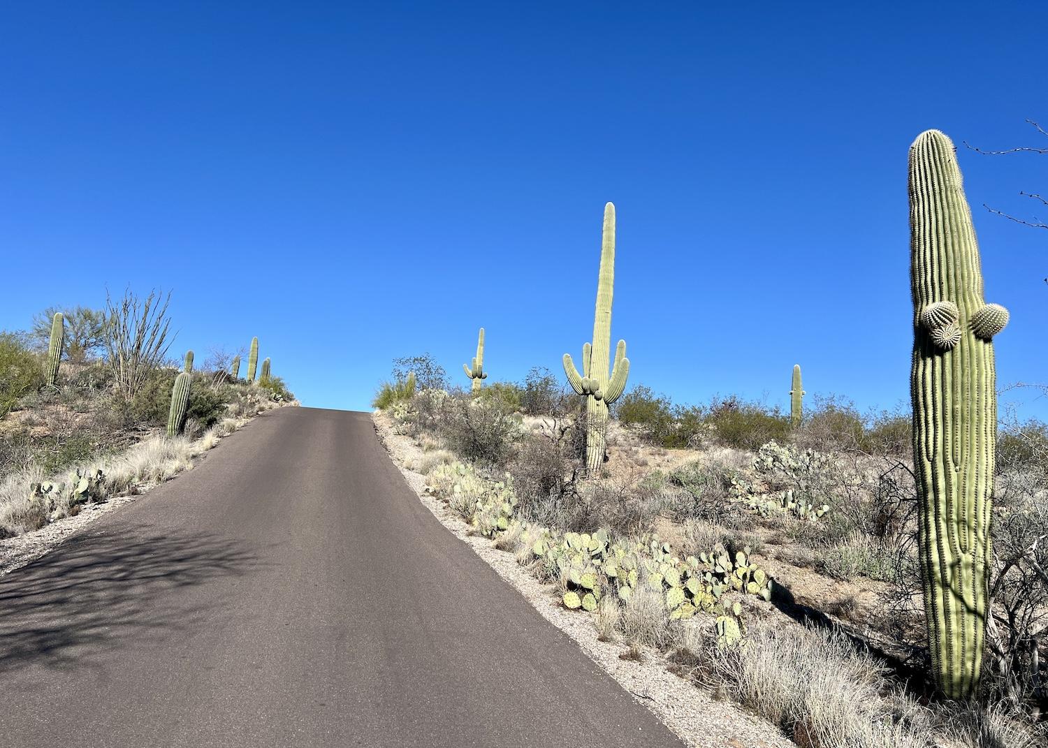 Driving down Cactus Forest Loop in Saguaro National Park's east district, you'll see a multitude of saguaros.