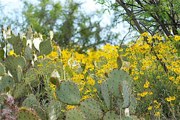 Cactus Forest Trail in bloom, Saguaro National Park/Kurt Repanshek