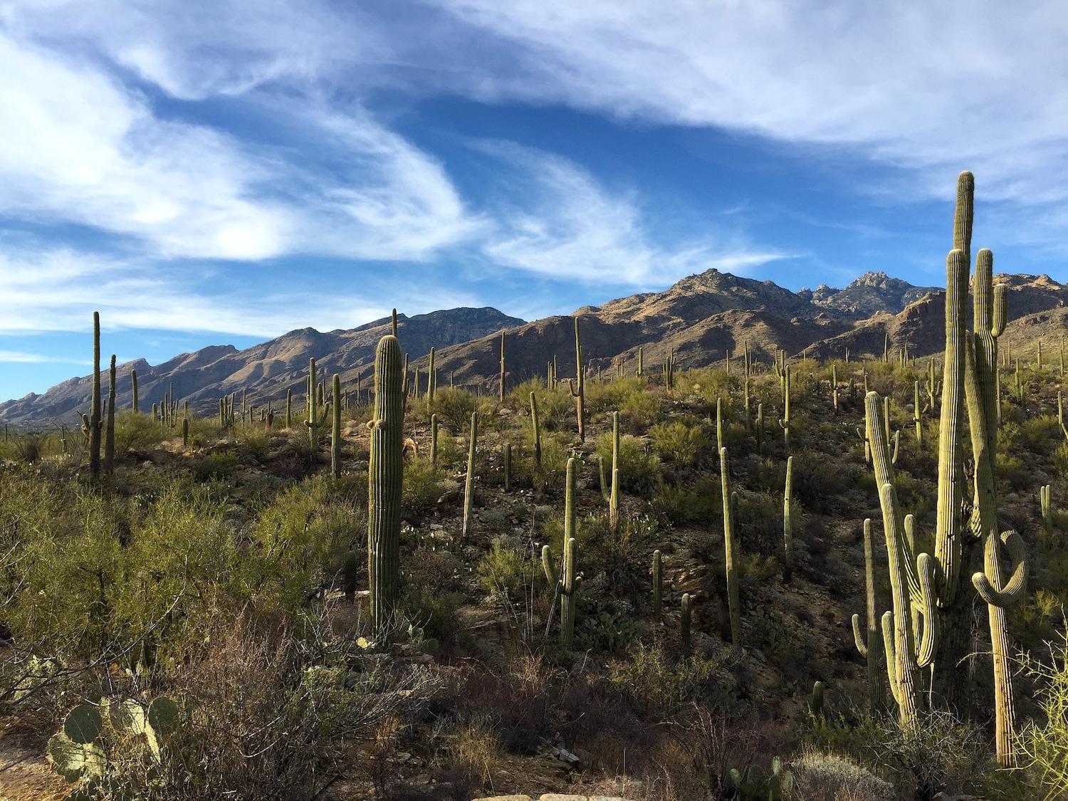 Saguaro National Park's Cactus Forest is a mesmerizing place/Lianda Ludwig