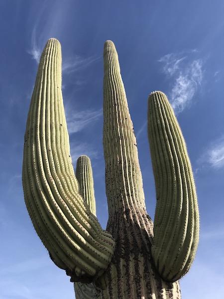 You'll find the park's Centennial Saguaro in front of the Rincon Mountains Visitor Center/Kurt Repanshek 