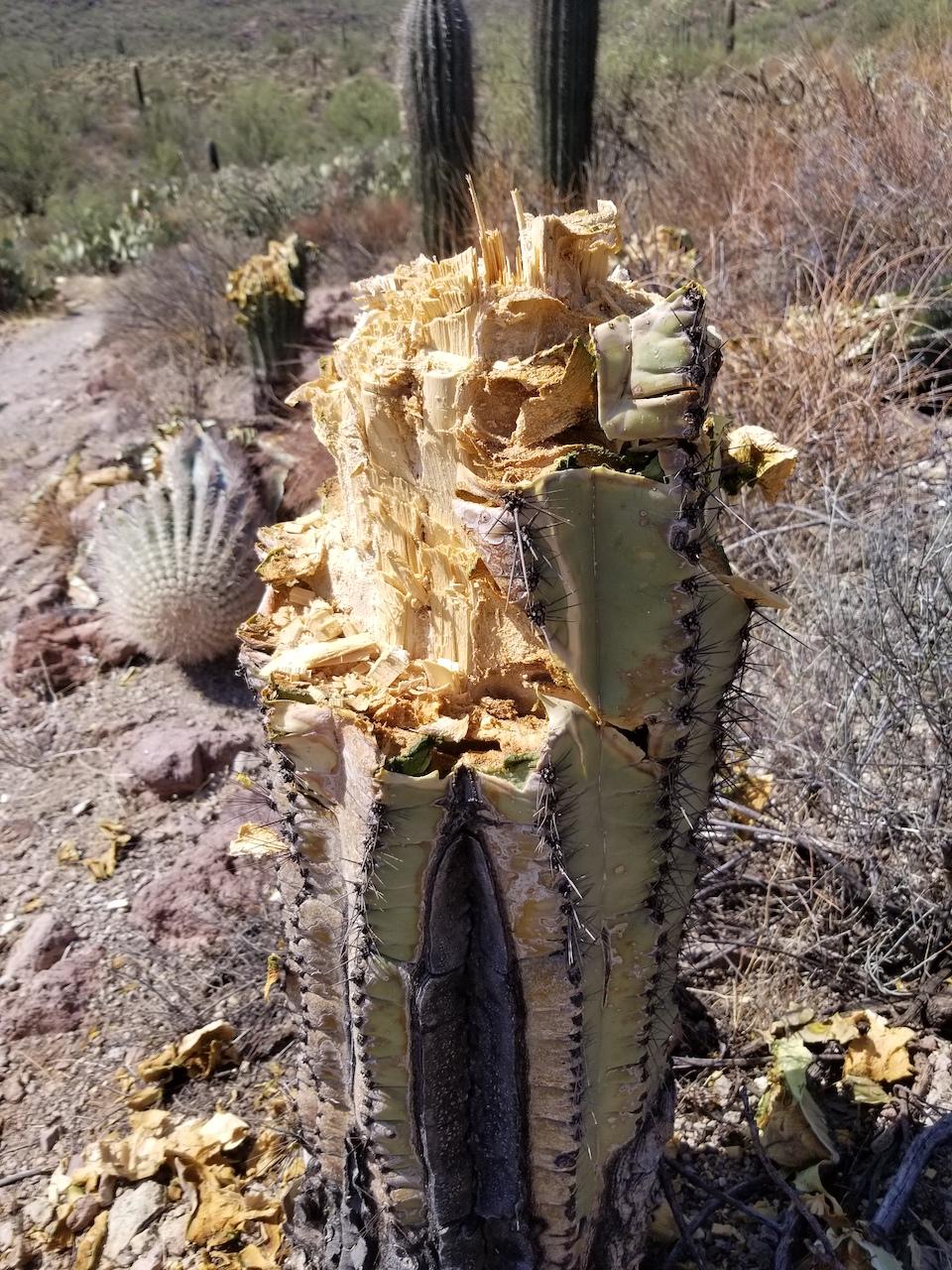 Saguaro National Park rangers are seeking leads into who chopped up saguaros in the park/NPS
