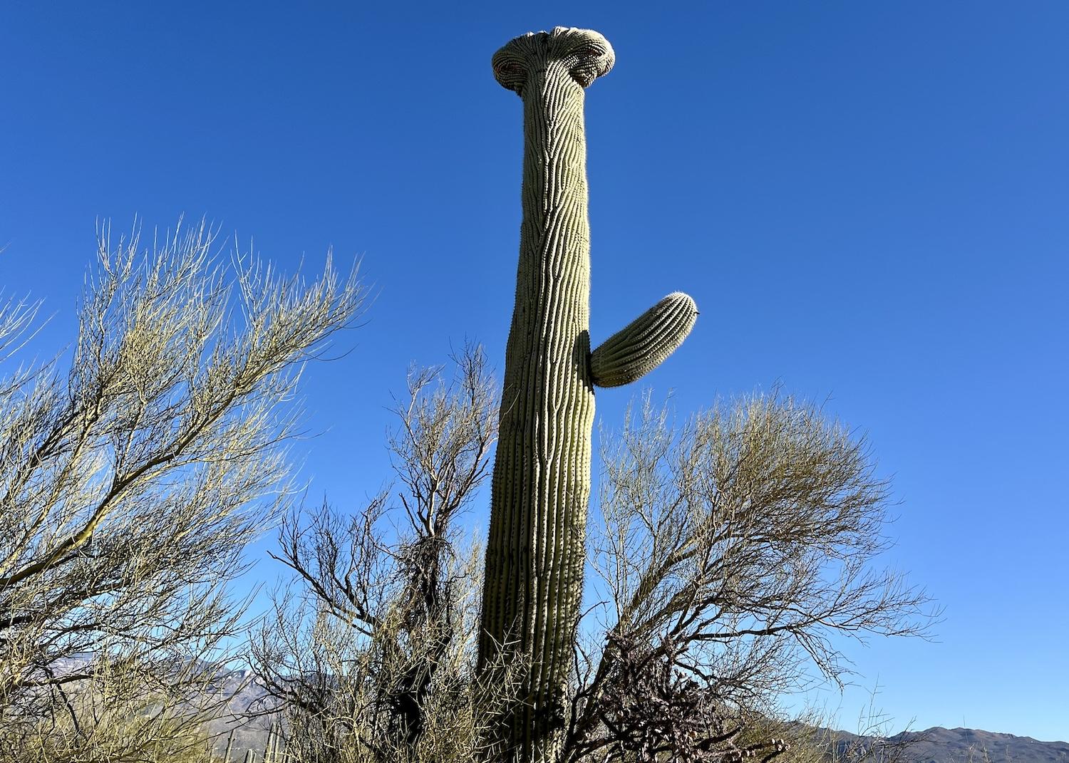 A crested (cristate) saguaro in Saguaro National Park's east district looks like ET.