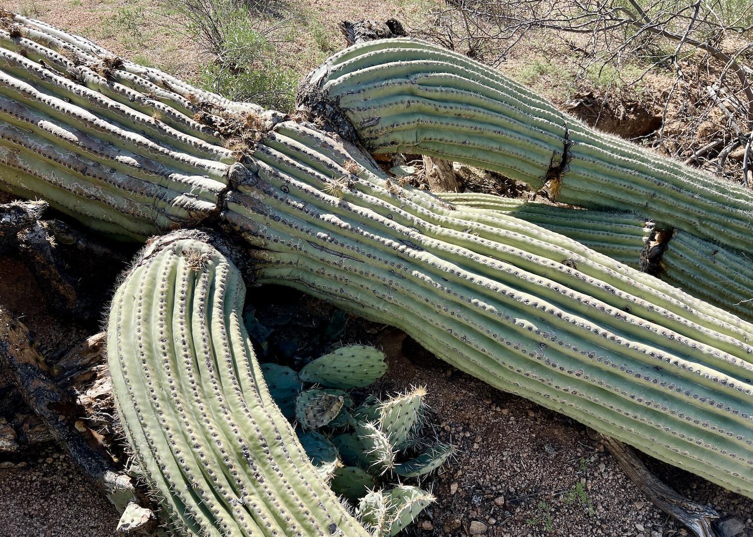 A fallen saguaro cactus is spotted in Saguaro National Park's west district where an August 2023 blowdown event killed or maimed 1,200 cacti.
