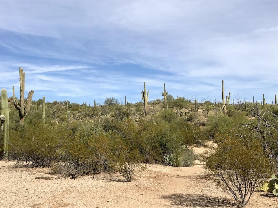 The desert wraps around you as you hike the Freeman Nature Trail/Kurt Repanshek