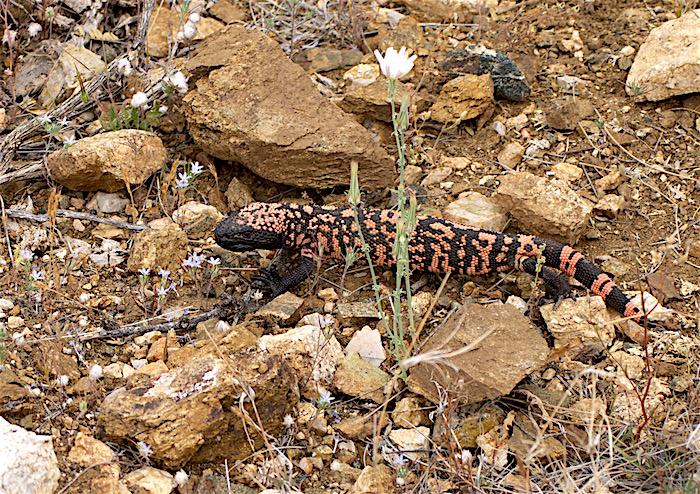 Gila monster, Cactus Forest, Saguaro National Park/Kurt Repanshek Gila monster, Cactus Forest, Saguaro National Park/Kurt Repanshek