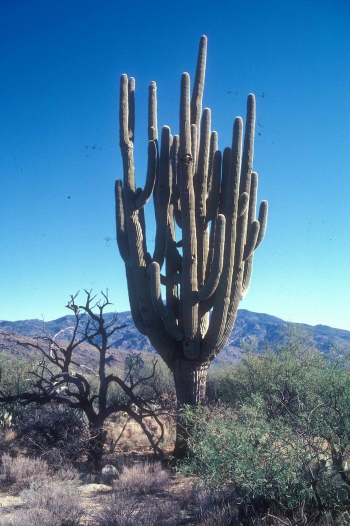 When it was alive, "Granddaddy" was thought to be the world's largest cactus. Lost to old age in the 1990s, all that remains is its downed skeleton (title photo)/NPS filese