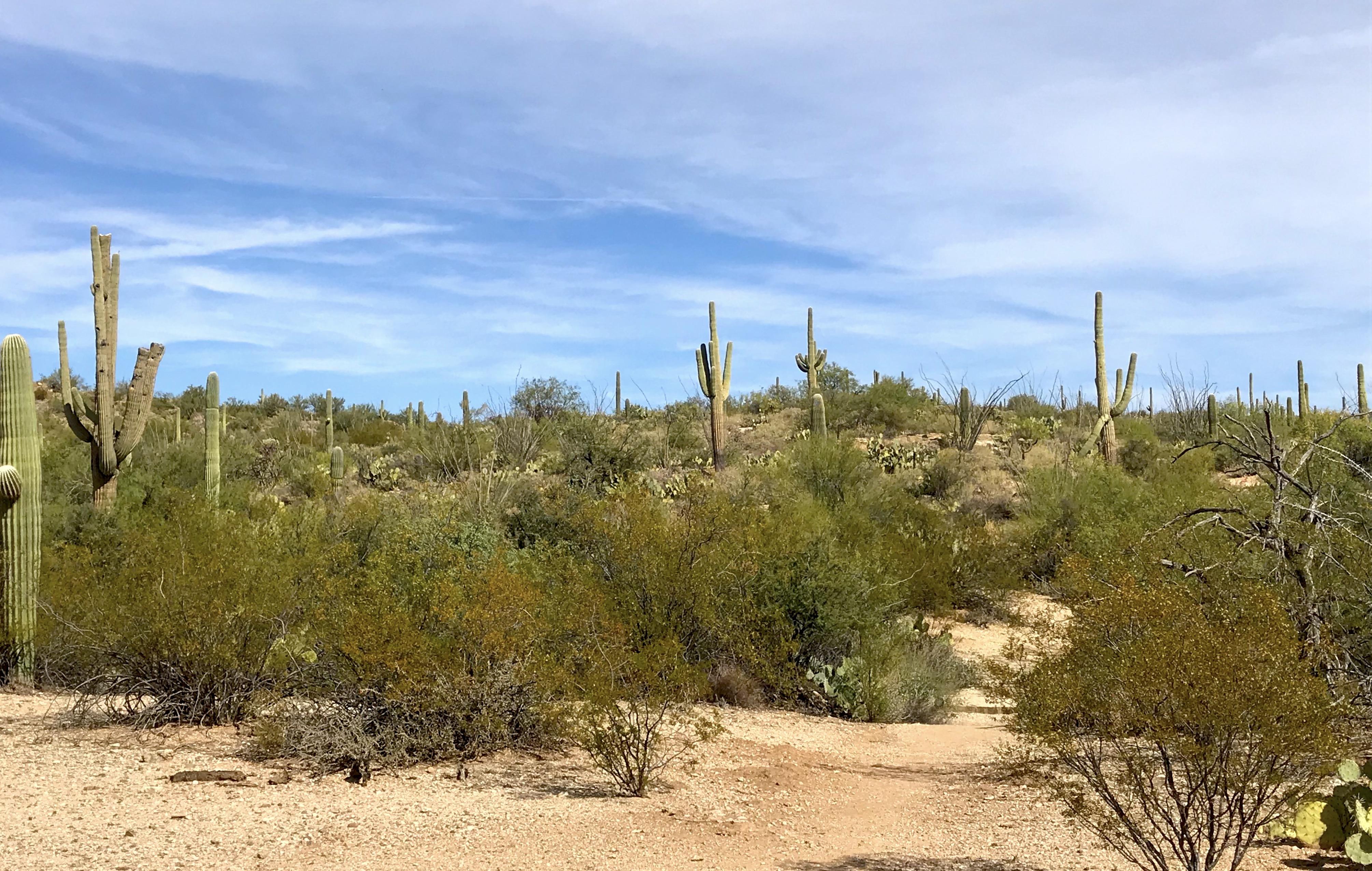 Saguaro National Park fall setting/Kurt Repanshek Saguaro National Park fall setting/Kurt Repanshek