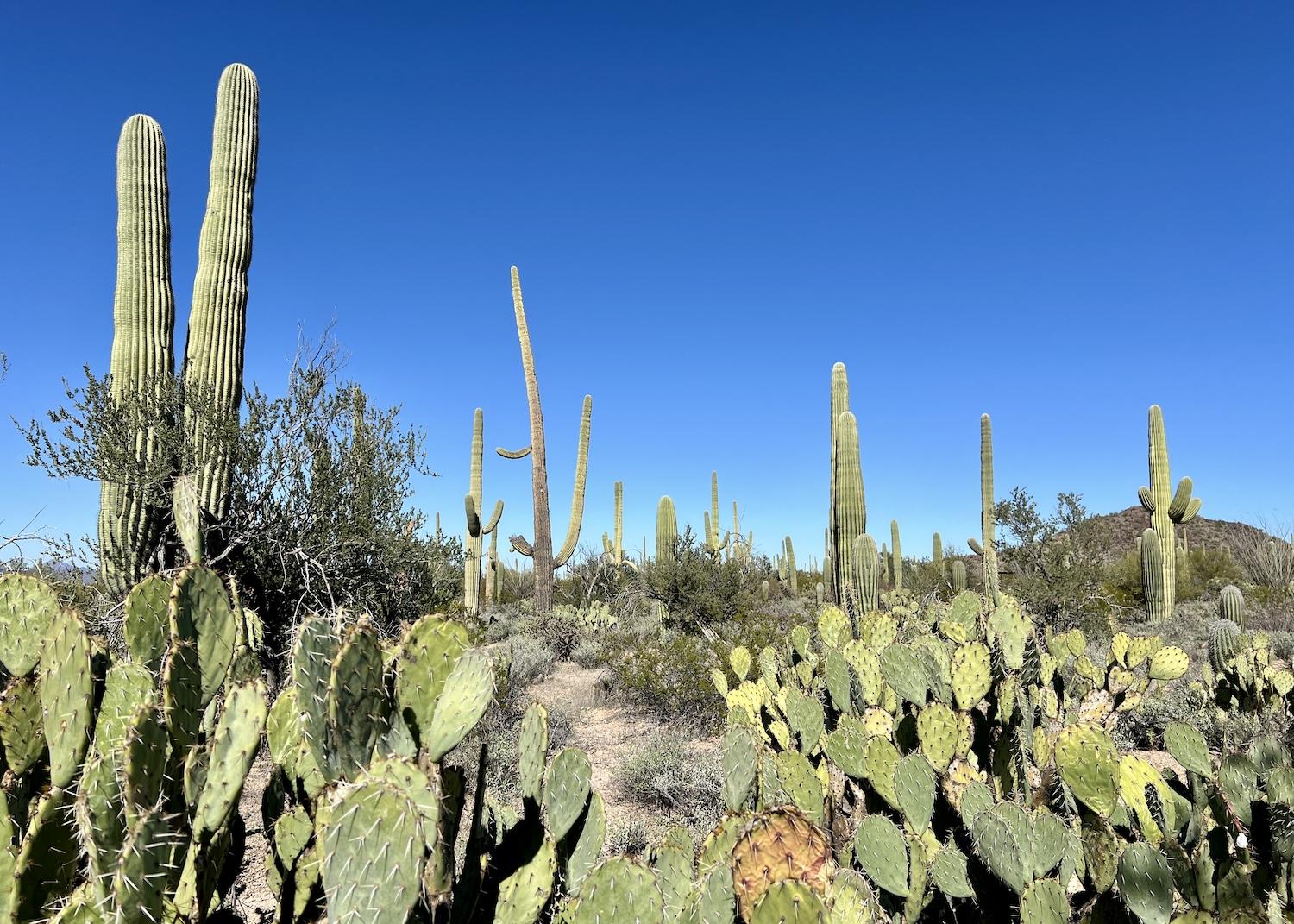 Along the Desert Discovery Nature Trail, prickly pear cactus co-exist with human-like saguaro cactus.