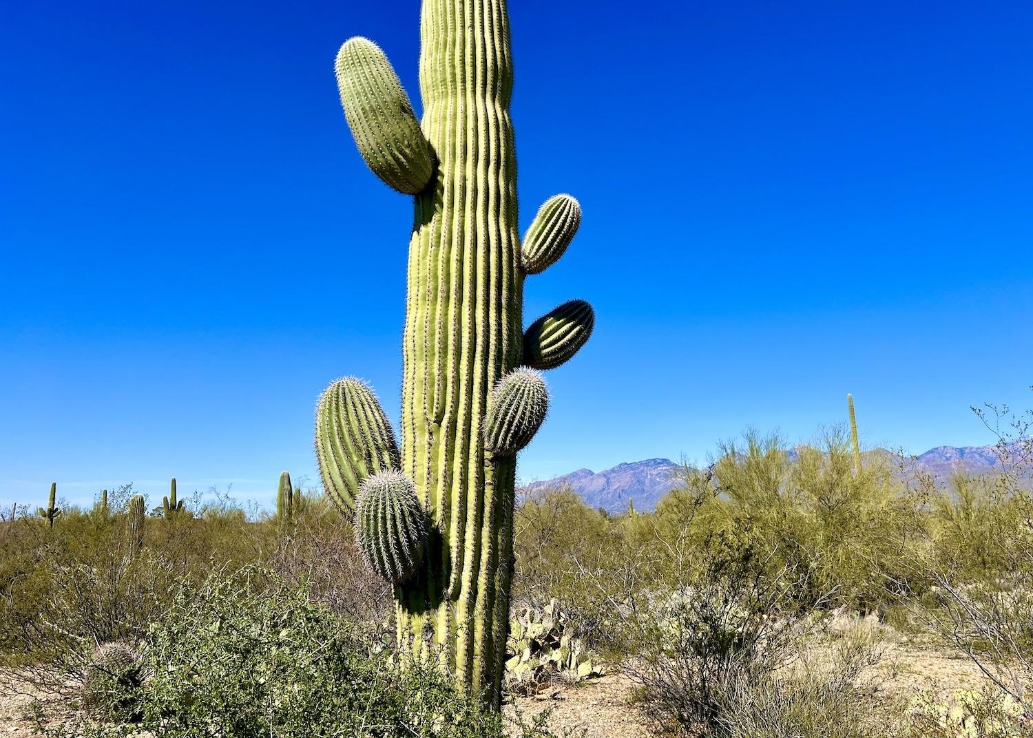Saguaro National Park in Tucson is one of seven national parks where U.S. Poet Laureate Ada Limón will visit and create poetry installations.