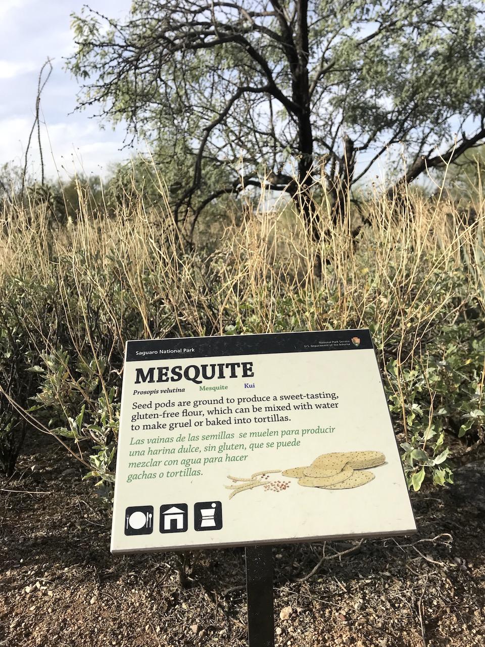 Mesquite tree, Ethobotany Garden, Saguaro National Park/Kurt Repanshek