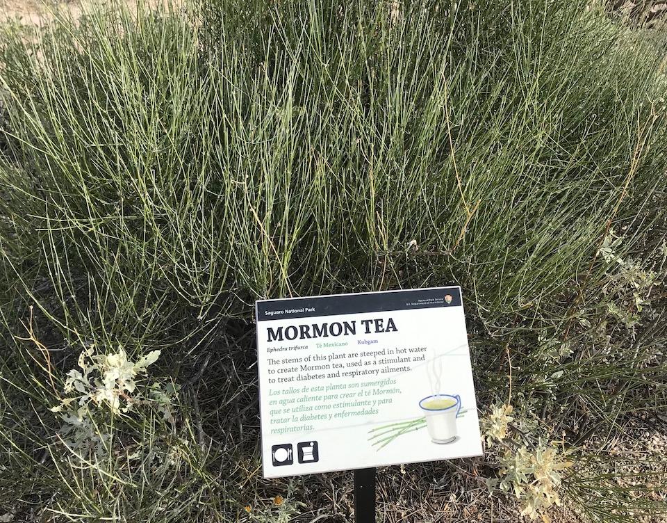 Mormon tea, Ethnobotany Garden, Saguaro National Park/Kurt Repanshek