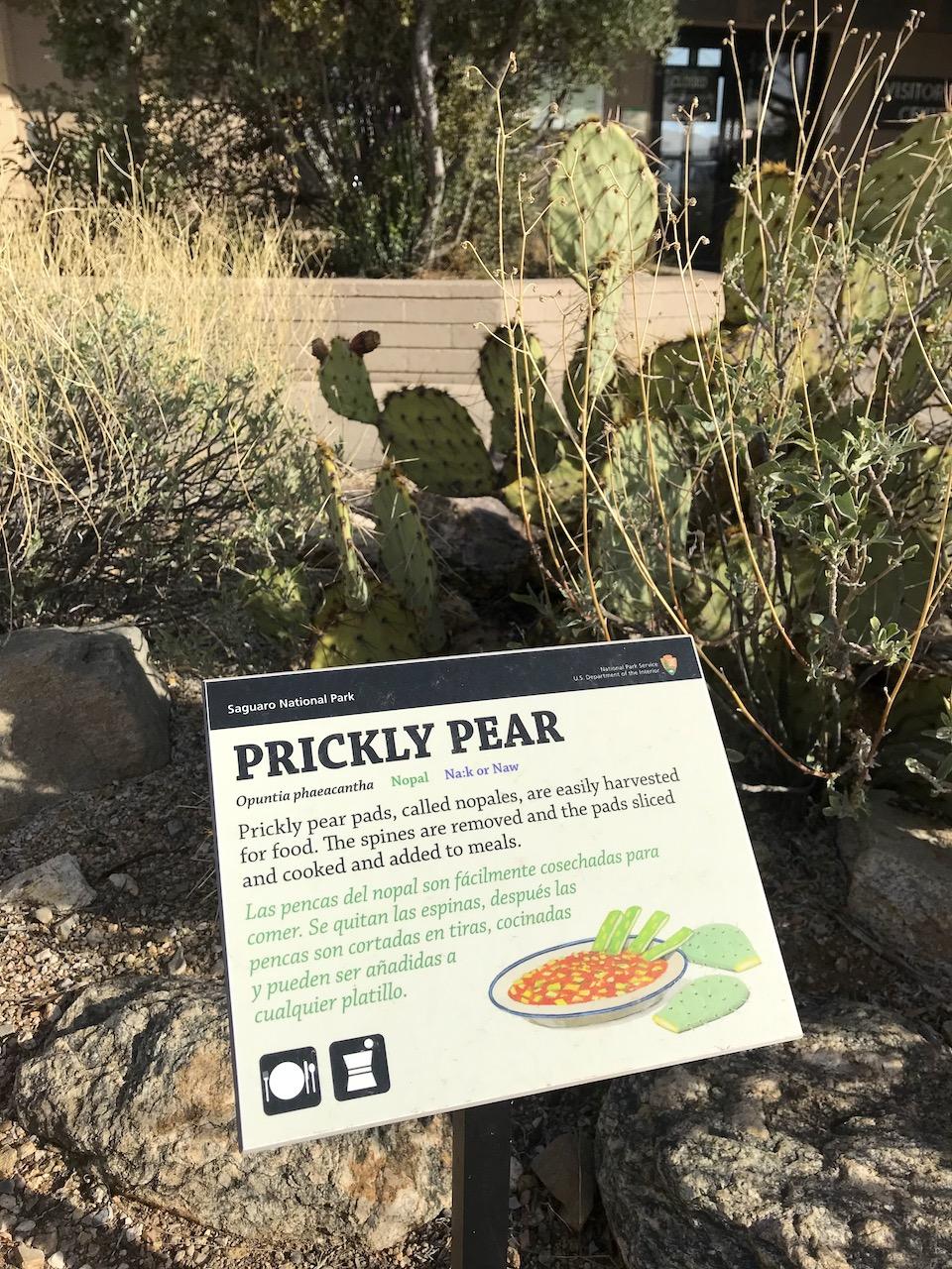 Prickly pear, Ethnobotany Garden, Saguaro National Park/Kurt Repanshek