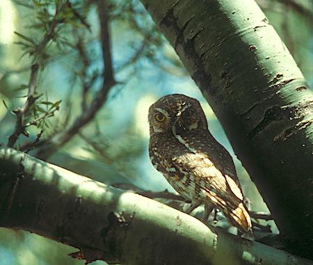 The Ferruginous Pygmy-Owl is a year-round resident of Saguaro National Park/NPS