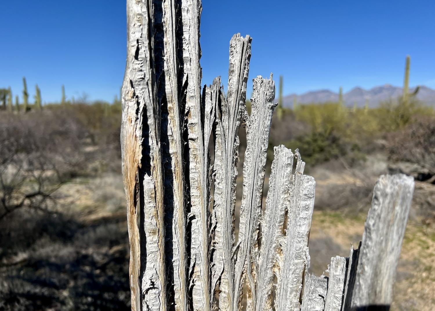 The woody ribs of a saguaro are like cactus "bones."