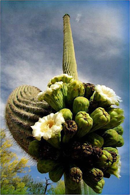 Saguaro in bloom, Saguaro National Park/NPS