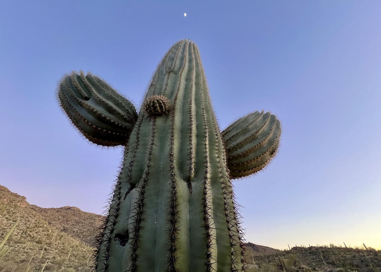 Minutes after sunset, the moon shines in the sky above a saguaro in Saguaro National Park.