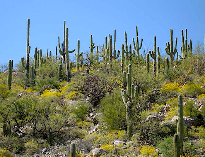 Winter minimum temperatures have risen 15 to 20 degrees Fahrenheit within the lifespan of most mature saguaros, which can live for 150 or more years/NPS, Alice Wondrak Biel