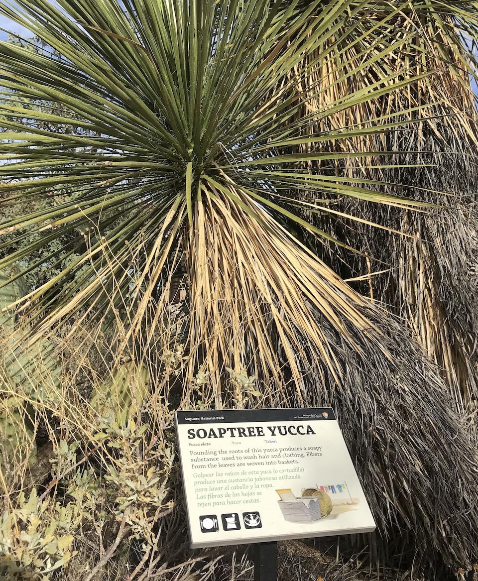Soaptree, Ethnobotany Garden, Saguaro National Park/Kurt Repanshek