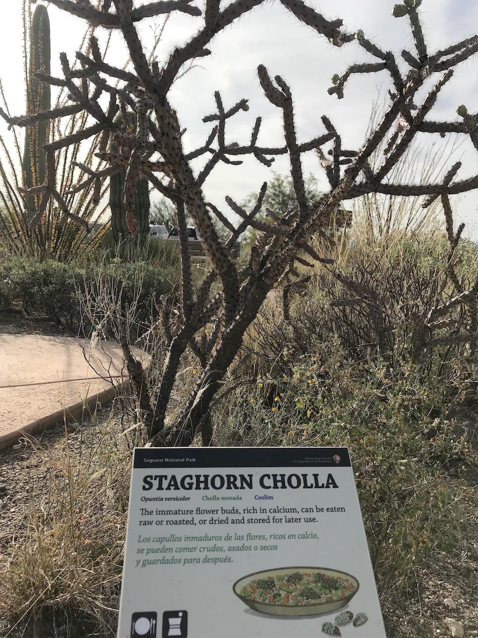 Staghorn cholla, Ethobotany Garden, Saguaro National Park/Kurt Repanshek