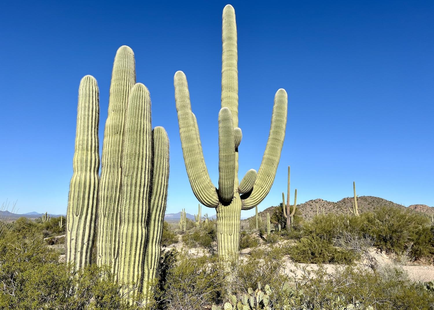 A healthy-looking cluster of saguaros, one with arms, others awaiting arms.