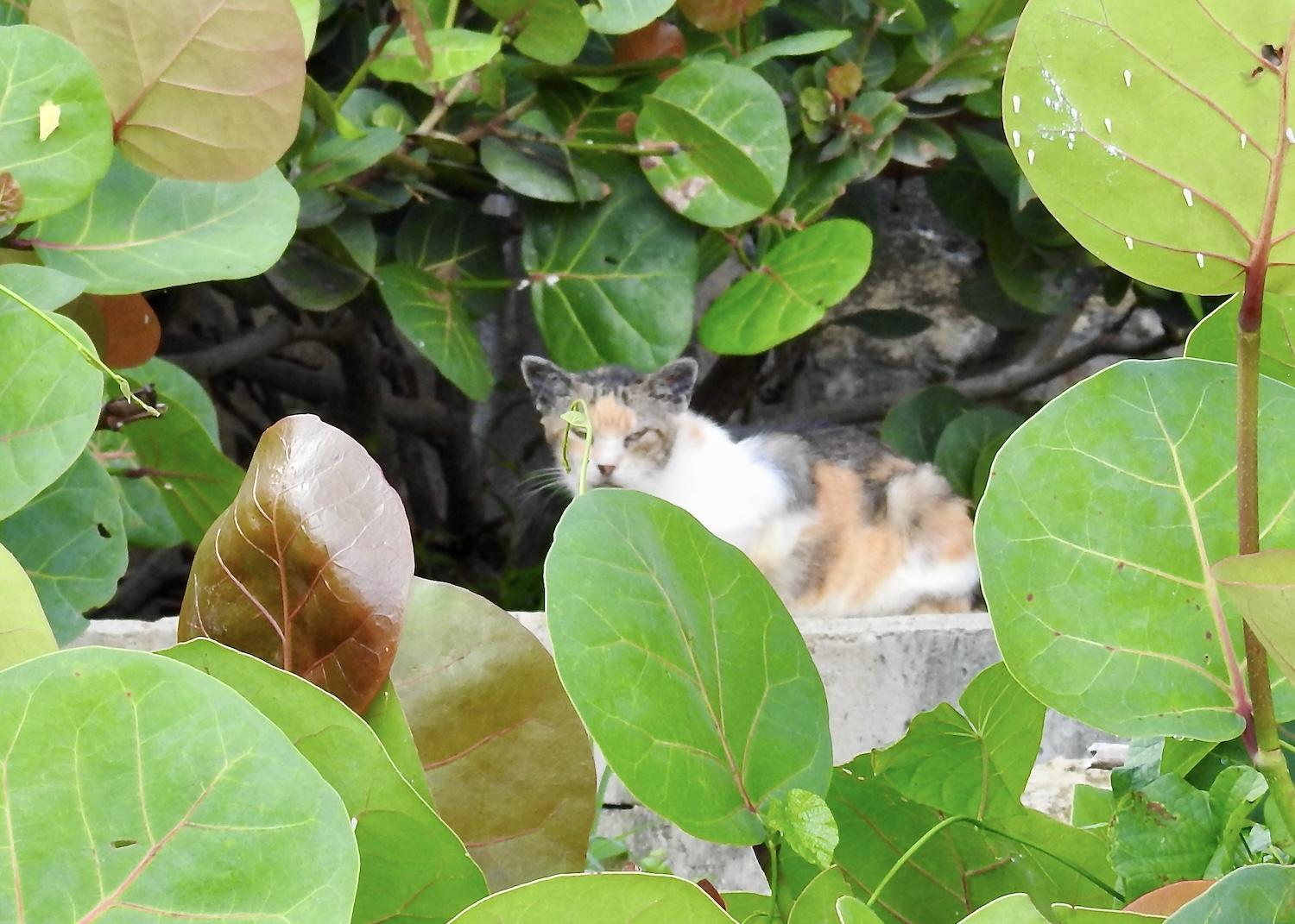 The cats of Old San Juan and the Paseo del Morro come in all shapes, sizes and temperaments.