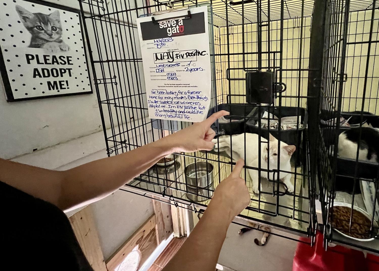 Cats like May wait inside Save A Gato's home base to be adopted.