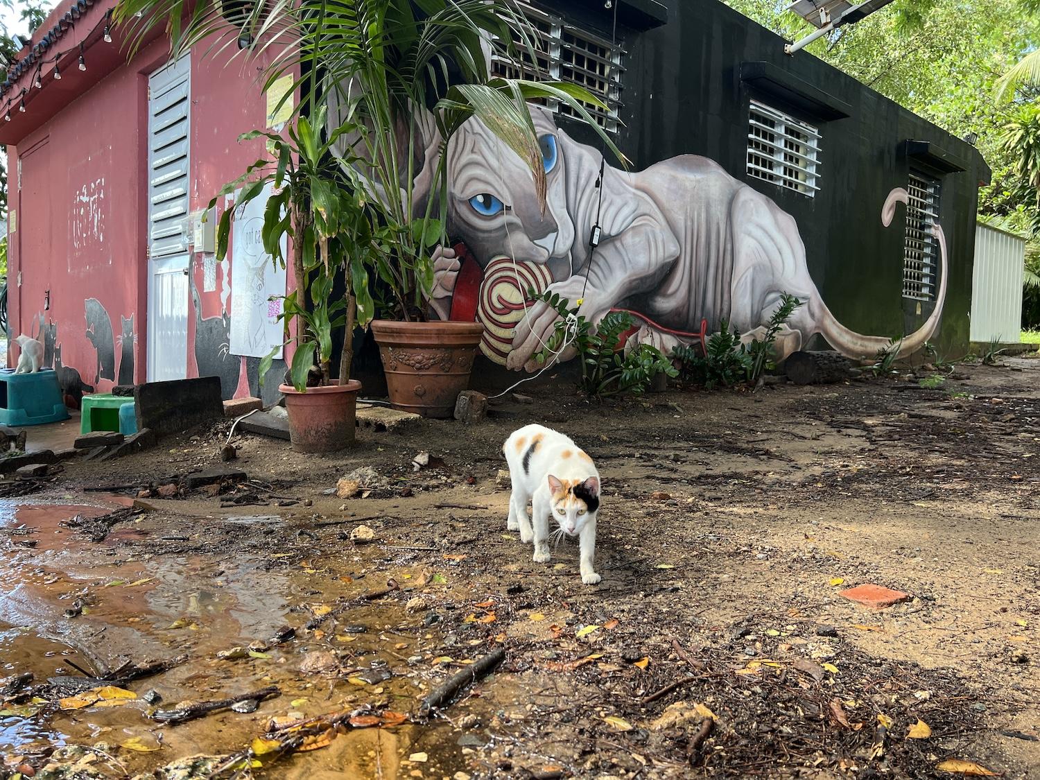 Save A Gato turned a maintenance shack into its headquarters in Old San Juan near the Paseo del Morro and Castillo San Felipe del Morro.