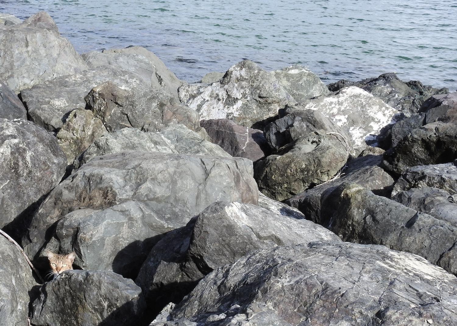 Cats live and lounge among the rocks along the Paseo del Morro in San Juan.