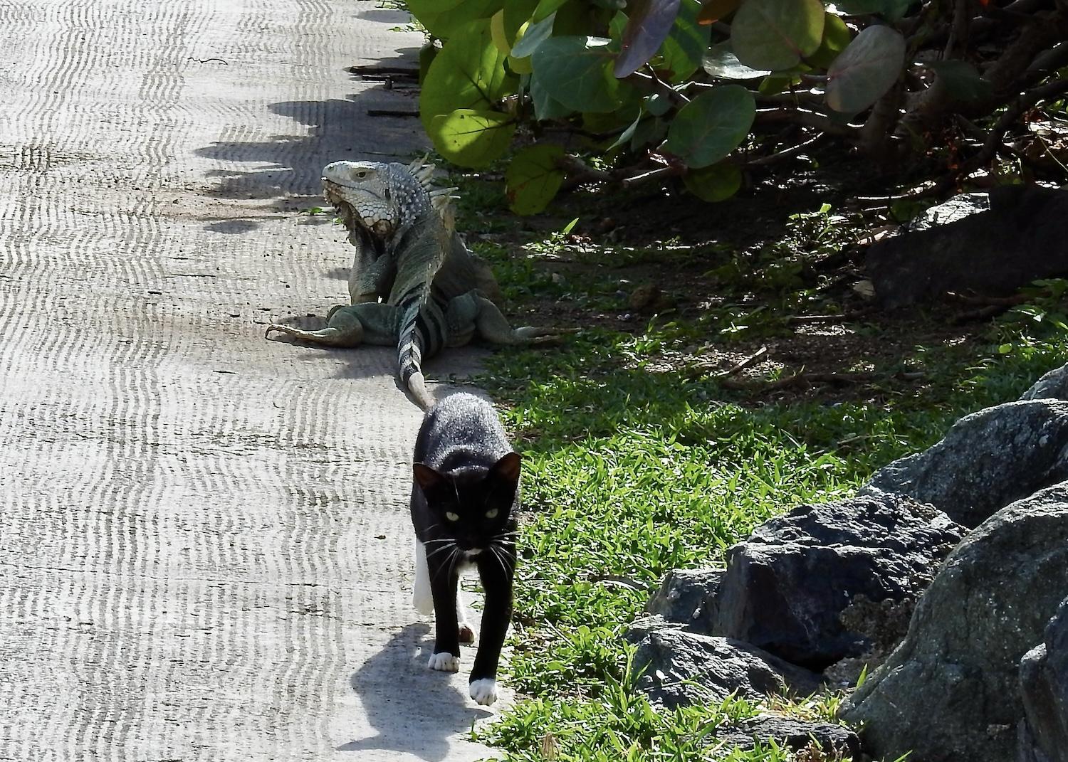 Green iguanas and feral cats are invasive species that co-exist in San Juan National Historic Site.