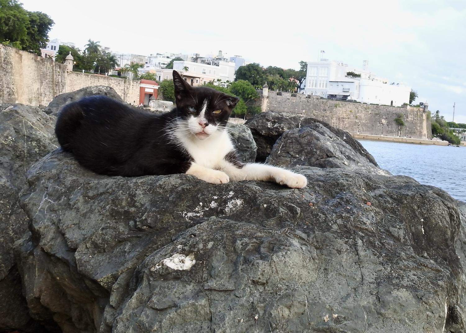 Two-Face is one of the cats that lives along the Paseo del Morro National Recreational Trail in San Juan National Historic Site in Puerto Rico.