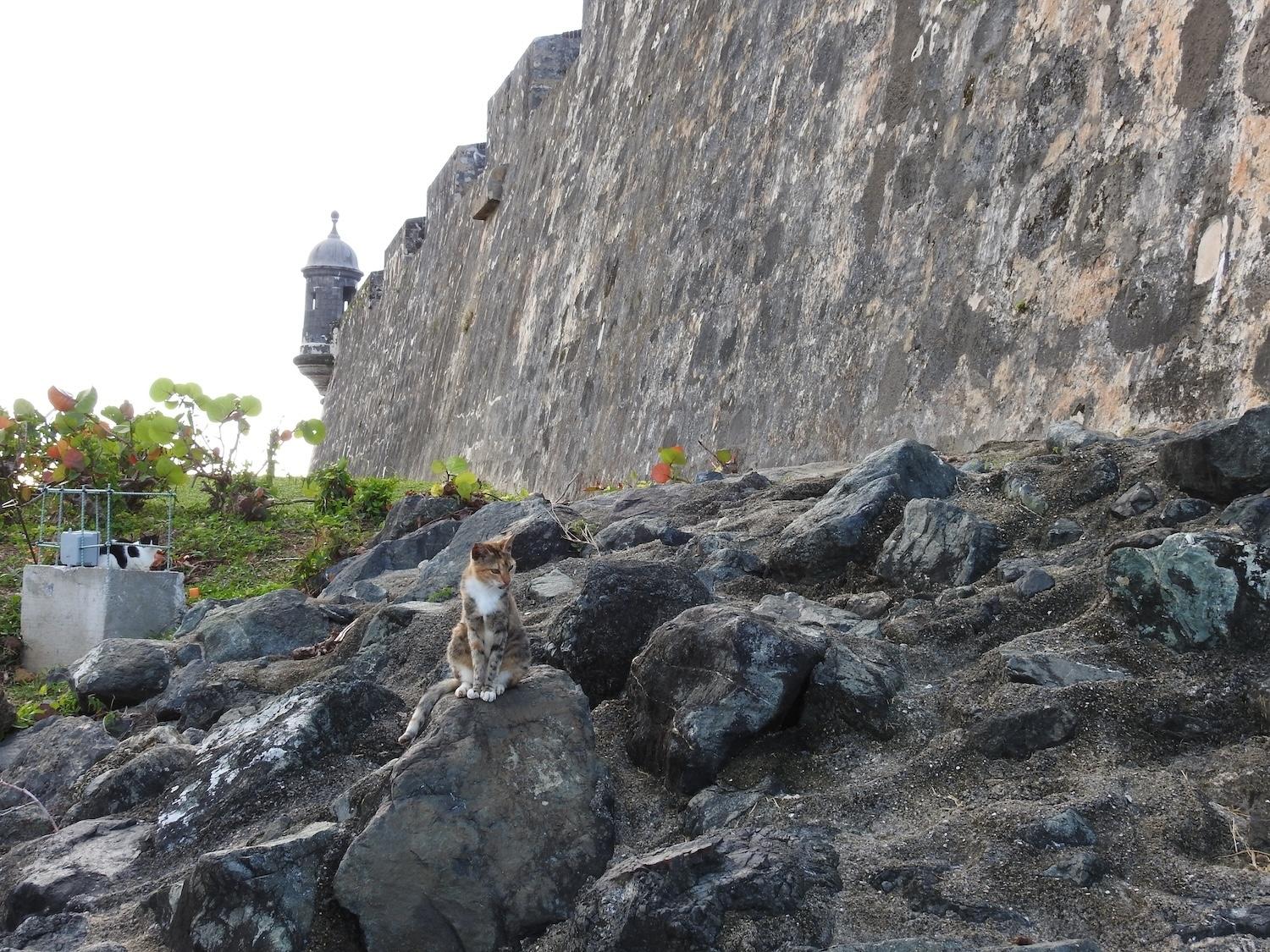 Two cats relax in the rocks along the Paseo del Morro walkway by the historic walls of Old San Juan.