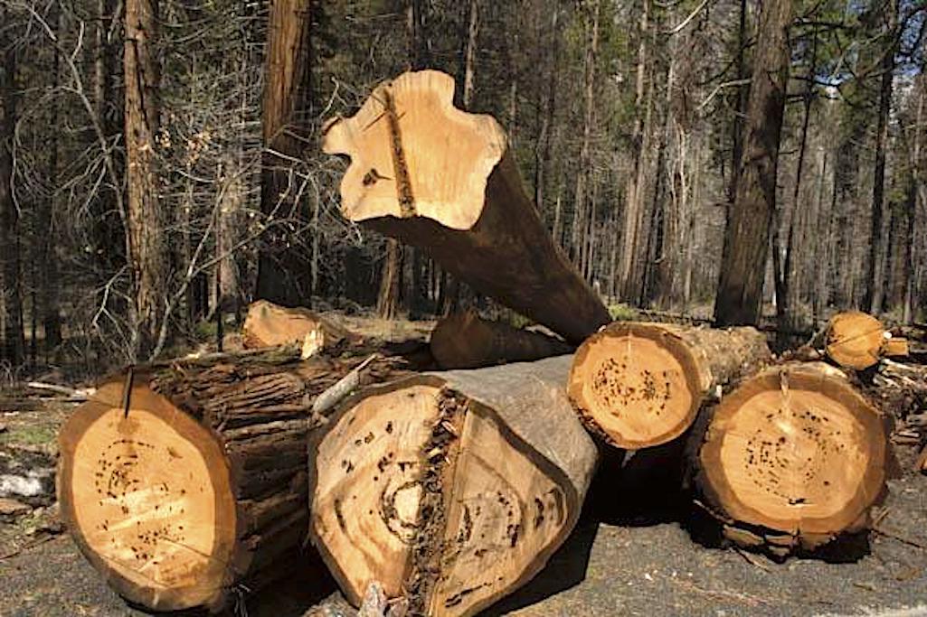 Logging in Yosemite National Park is justified by flawed assumptions of historic forest conditions. Photo George Wuerthner 