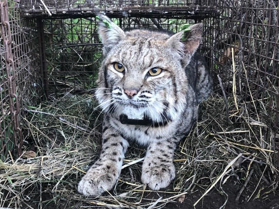 Santa Monica Mountains NRA biologists say this bobcat was just the second in nearly two decades to have been killed by rat poison/NPS