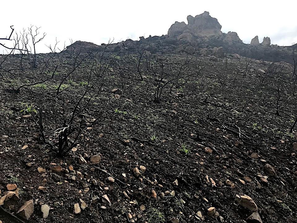 The Woolsey fire in the fall of 2018 swept over nearly 90 percent of National Park Service land in Santa Monica Mountains NRA/Rita Beamish