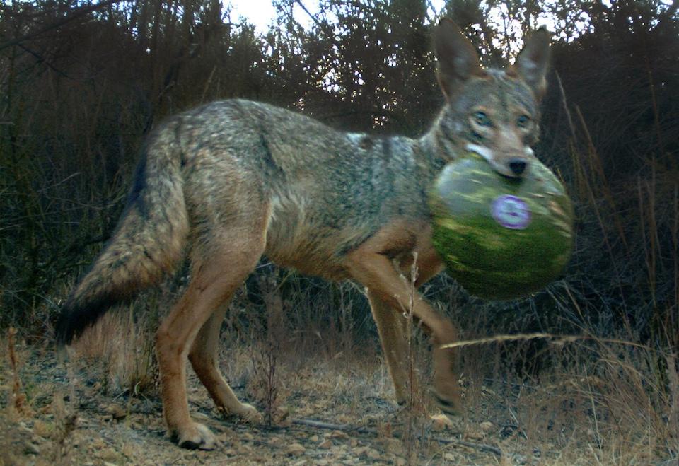 A camera trap spotted this watermelon-toting coyote/NPS