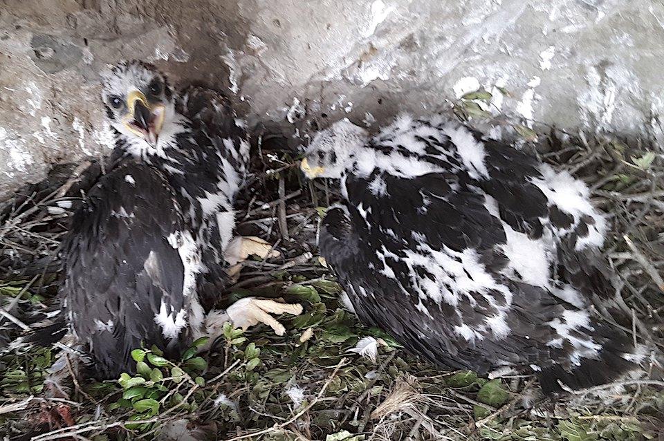 A pair of golden eagle chicks was found in Santa Monica Mountains NRA/NPS