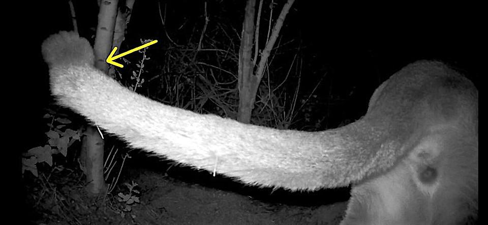 Physical traits associated with inbreeding, such as the kink at the end of this tail, have turned up in mountain lions in the Santa Monica Mountains/NPS