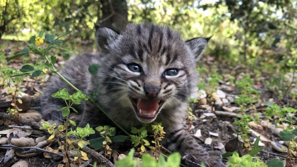 Bobcat that survived Woolsey Fire gives birth to four kittens at Santa Monica Mountains NRA/NPS