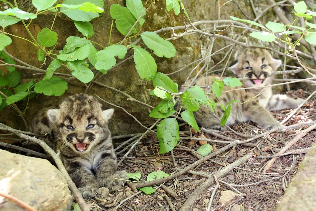 A litter of three mountain lion kittens has been discovered at Santa Monica Mountains NRA/NPS 